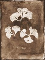 Natural Forms Sepia 4 #102229