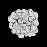 Cellular Cloud on Black A #91962