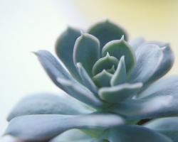 Succulent Spike #89452