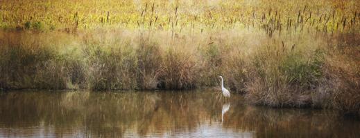 Wild Bird in Autumn #92231