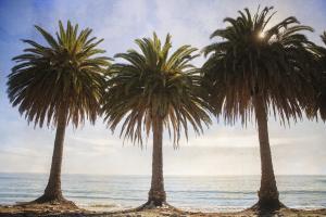 Three Palm Trees #92402