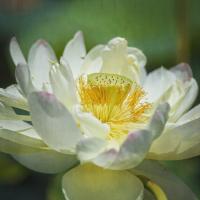 Lotus Lily 2 #92415