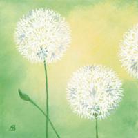 Pusteblumen I #IG 2161