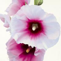 White Hollyhock I #IG 2463