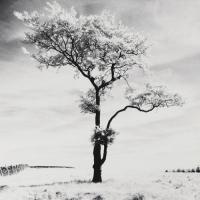 Lone Tree # 3, Peak District, England #IG 3164