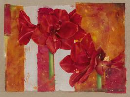 Amaryllis #IG 3441