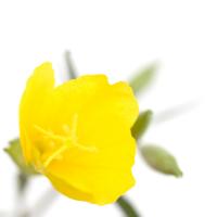 Oenothera biennis #IG 5687