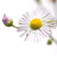 Erigeron annuus #IG 5692