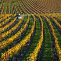 Veineyards of hautes ctes Burgundy #IG 5793