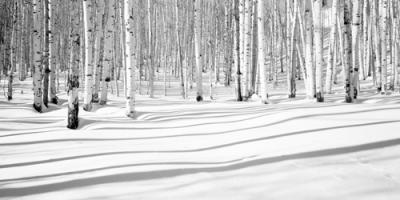 Aspen Shadows #IG 6019