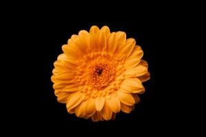 Gerbera gelb #IG 9033