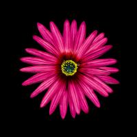 Pink Daisy #86065